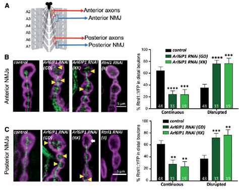 Figure 2 from ER-shaping proteins are required for ER and mitochondrial ... 