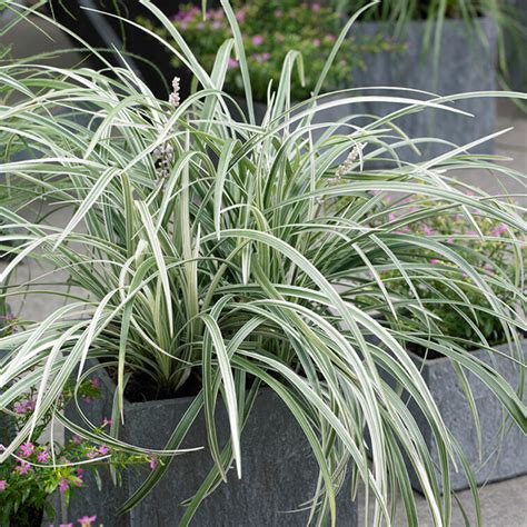 Liriope Silver Dragon Slovensketrvalky Sk