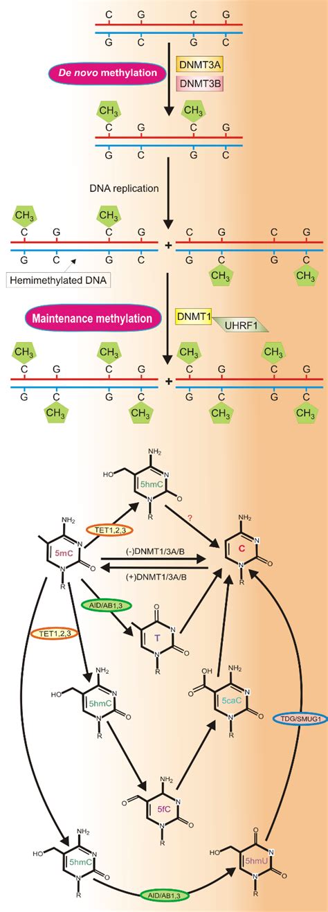 Dna Methylation And Demethylation In Humans Dna Methylation Upper