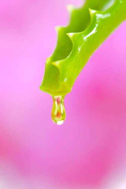 Premium Photo Drop Is Falling From Aloe Vera Medicinal Plant