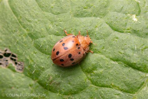 Red Beetle Garden Pest Identification Fasci Garden