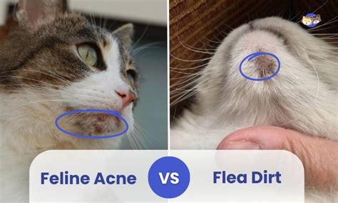 Feline Acne vs Flea Dirt: What's the Difference?