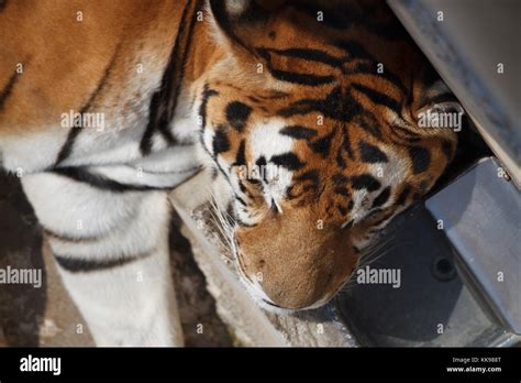 Tiger eating deer hi-res stock photography and images - Alamy