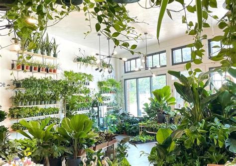 Unleash Your Green Thumb The Best Plant Shops In Austin