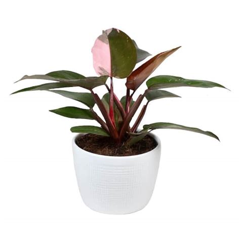 Costa Farms Philodendron Pink Princess Indoor Plant In 6 In White