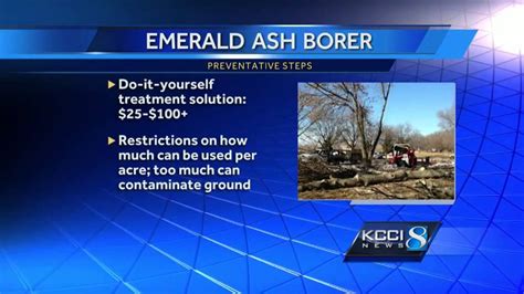 Dnr Offers Tips To Save Ash Trees Youtube