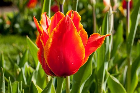 Tulipa Bild Kaufen 14013531 Gartenbildagentur Friedrich Strauss