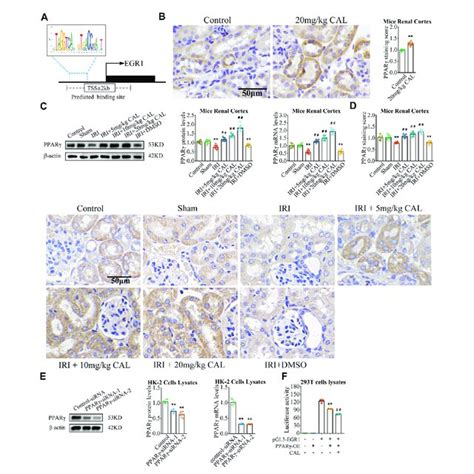 Pparγ Targeted And Inhibited Egr1 A The Binding Sites Of Pparγ Download Scientific Diagram