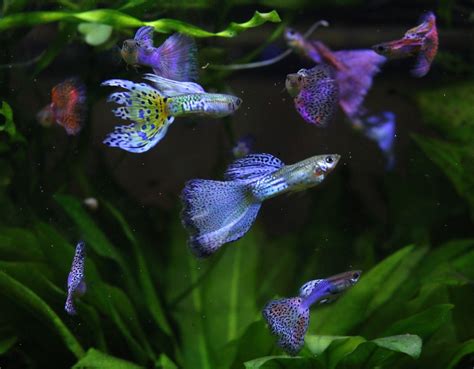 Revised Guppy Breeding Article | Aquatic Plant Forum