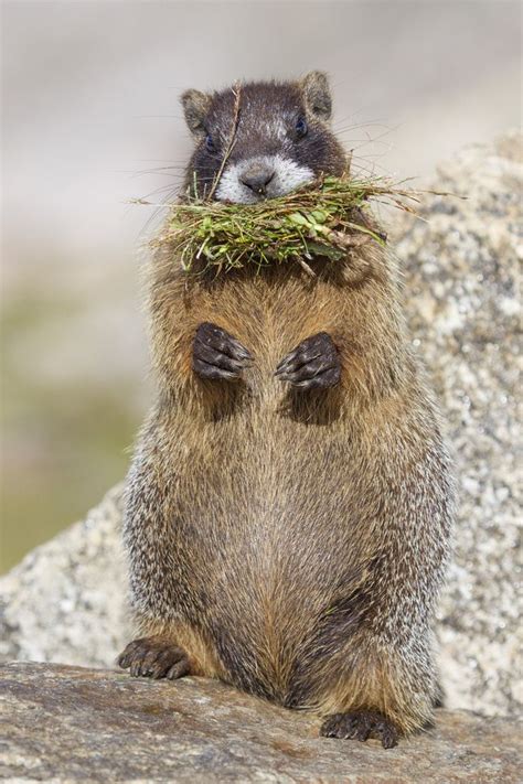 Marmot A Mouthful Marmot Wildlife Photos Animals Wild