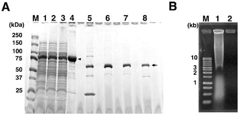 Isolation And Purification Of Phi Dna Polymerase A Sds Page