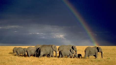 African Wildlife Desktop Wallpaper - WallpaperSafari