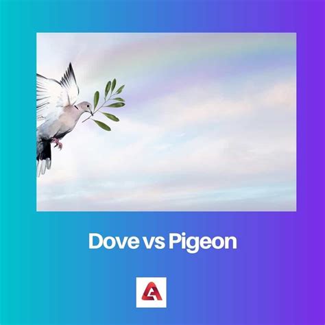 Dove vs Pigeon: Difference and Comparison