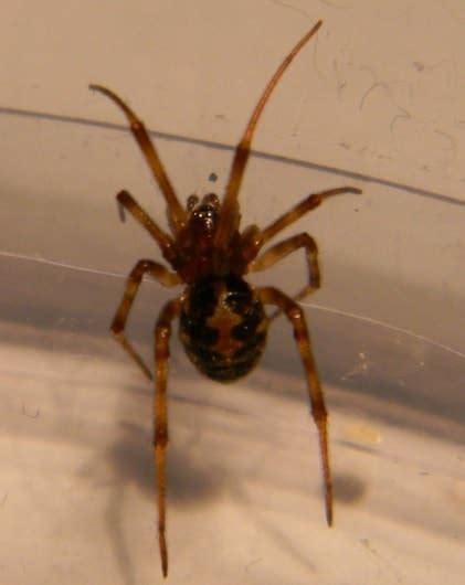 Steatoda Triangulosa Triangulate Cobweb Spider Usa Spiders