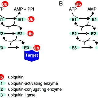 Schematic Representation Of Ubiquitin Enzymatic Cascade Ubiquitin Is