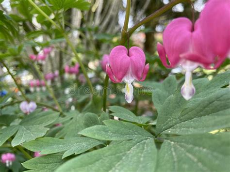 Beautiful Bleeding Heart Dicentra Spectabilis Perennial Flower