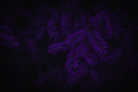 1080P, dark, flowers, matte paint, purple background, Photoshop HD ...