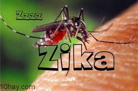 Virus Zika Là Gì Cách Nhận Biết Và Phòng Ngừa Như Thế Nào