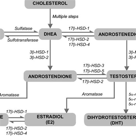 Localization Of Sex Steroidogenic Enzymes And Androgen And Estrogen