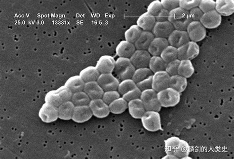 【地球生物全系列——从单细胞到人类】变形菌门—γ‐变形菌纲（上） 知乎