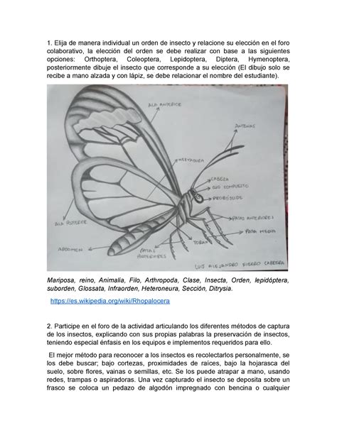 Tarea 2 Entomologia Elija De Manera Individual Un Orden De Insecto Y Relacione Su Elección En