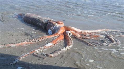 Largest Giant Squid Attacks