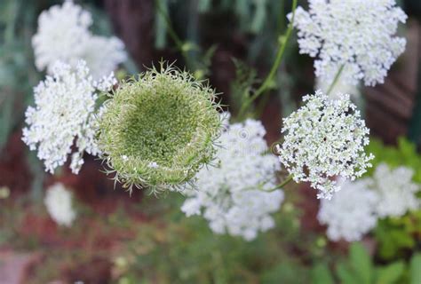 Flores Florecientes De Zanahoria Salvaje Daucus Carota Cuyos Nombres Comunes Incluyen Aves De