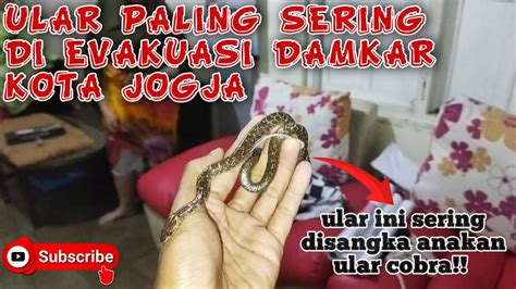 Petugas Damkar Evakuasi Ular Kecil Yang Sering Dikira Anakan Cobra Jawa