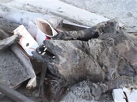 Sexy Sluts With Lingerie Likes To Share A Black Cock Stockings Blowjob Porn XHamster