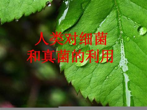 八年级生物人类对细菌和真菌的利用1word文档在线阅读与下载免费文档