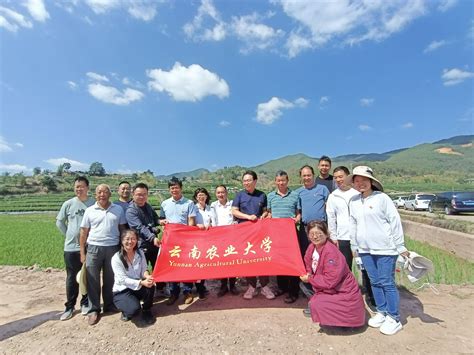 农学与生物技术学院教工第一党支部赴景东水稻种子生产基地开展主题党日活动 农学与生物技术学院