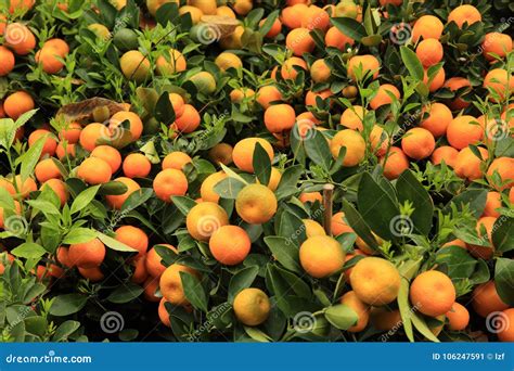 Mandarin Fruits For Chinese New Year Stock Image Image Of Orange