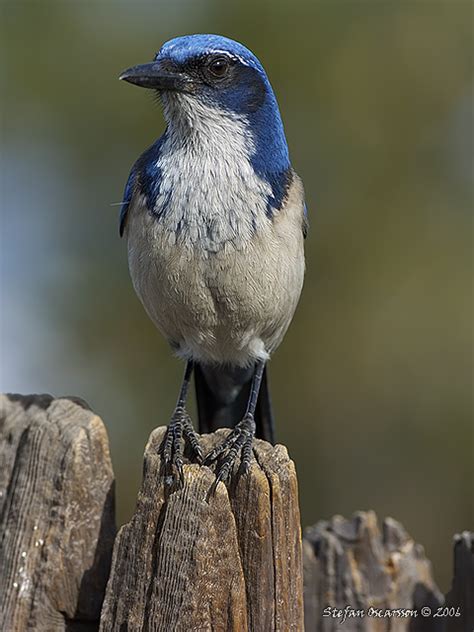 Island Scrub-Jay (Aphelocoma insularis)