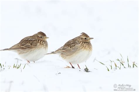 Skylark Photos, Skylark Images, Nature Wildlife Pictures | NaturePhoto