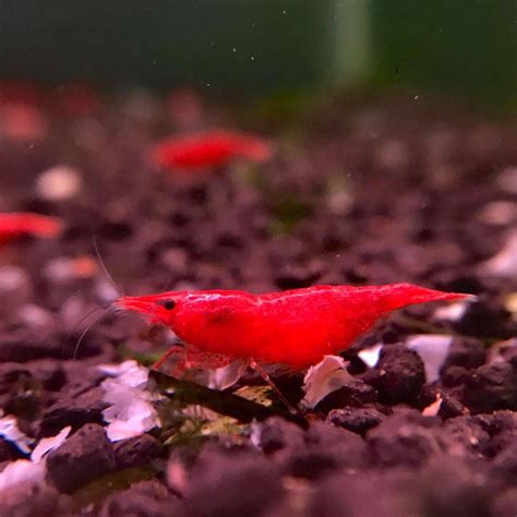 Enhancing Cherry Shrimp Color And Well Being With Dark Substrates