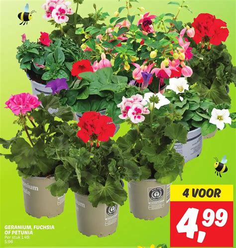 Geranium Fuchsia Of Petunia Aanbieding Bij Dekamarkt