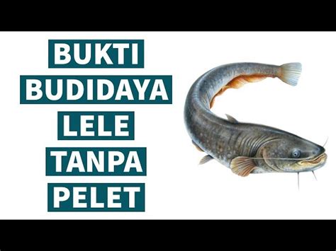 Budidaya Ikan Lele Tanpa Pelet InfoAkuakultur