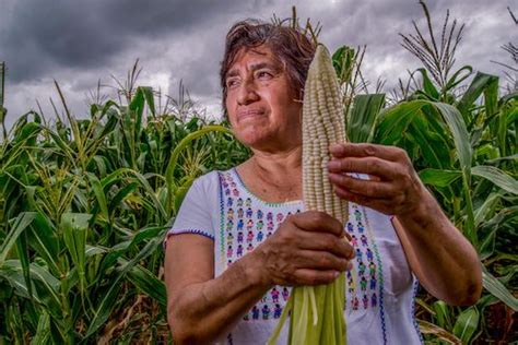 Abonan Mujeres A La Seguridad Alimentaria De M Xico Y El Mundo Imagen