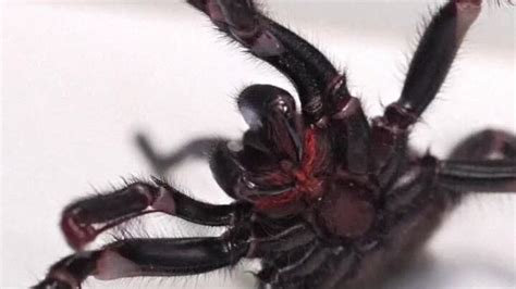 Huge male funnel spider donated in order to milk for venom | World News | Sky News