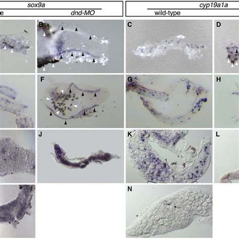 In Situ Hybridization On Gonads During Sex Differentiation A H At 25 Download Scientific