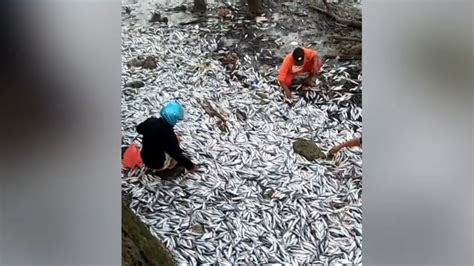 Ribuan Ekor Ikan Mati Mendadak Di Pesisir Jembatan Batu Kota Baubau