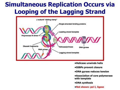 Ppt Dna Replication Senior Biology Mrs Brunone Powerpoint Presentation Id3696630