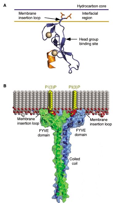 Membrane Recognition And Targeting By Lipid Binding Domains Sciences