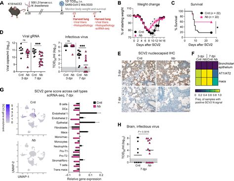 Exposure To Lung Migrating Helminth Protects Against Murine Sars Cov