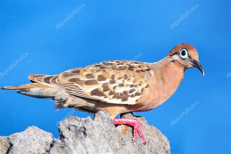 Paloma De Gal Pagos Zenaida Galapagoensis En La Isla Espa Ola Parque