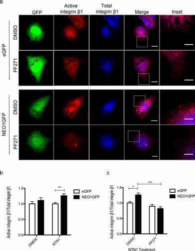 Full Article The Netrin 1 Neogenin 1 Signaling Axis Controls