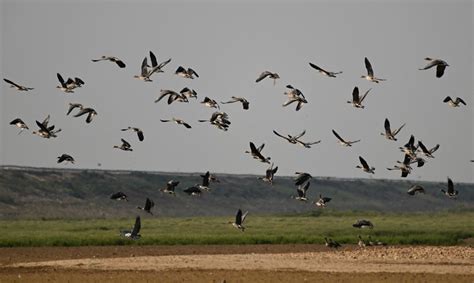 Dam Plans Threatens China S Migratory Bird Haven New Vision Official