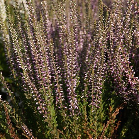 Calluna Vulgaris ‘hilda Find Haveplanter