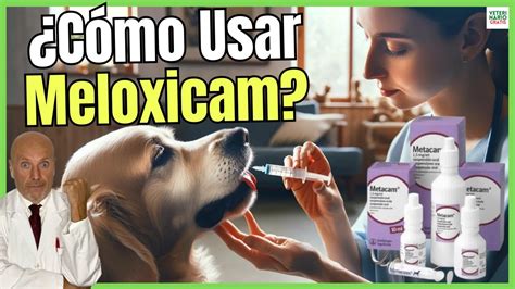 Meloxicam Para Perros Dosis Para Que Sirve Y Precio Youtube