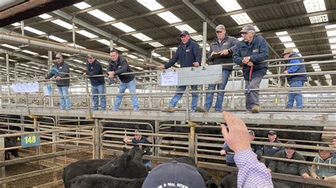 Leongatha Store Sale Poorer Quality Yarding Dilutes Prices The